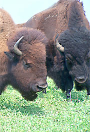 bison