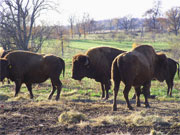 Carlinville Bison