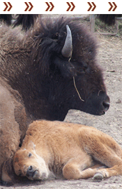 Native American - Bison